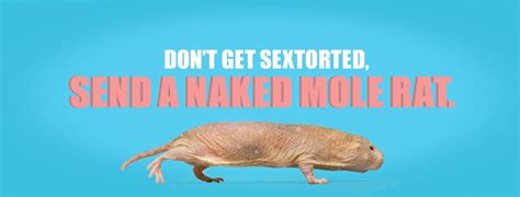 naked mole rat meme|Send naked mole rat memes instead of nude photos,。